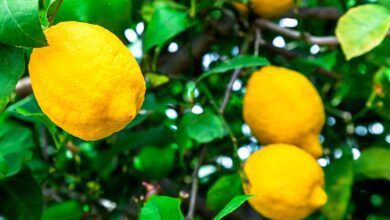 فوائد ورق الليمون للسكري