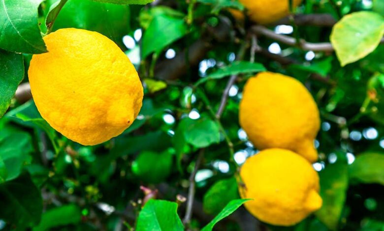 فوائد ورق الليمون للسكري